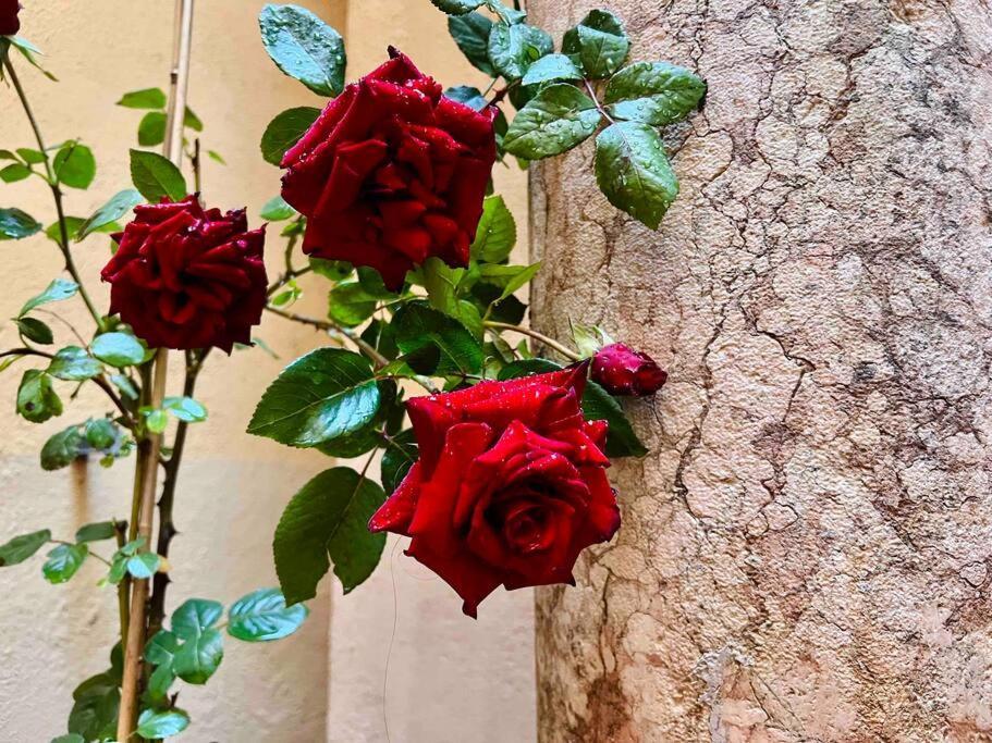 House Of Magic - Due Torri Apartment Bologna Exterior photo